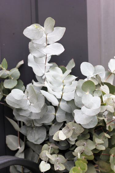20 SILVER DROP EUCALYPTUS Gunnii Cider Gum Silver Blue Foliage Florist Tree Seeds